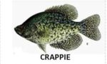 Dale Hollow crappie