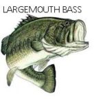 Dale Hollow Largemouth bass