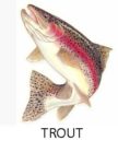 Obey River trout
