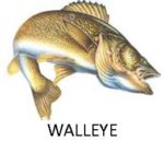 Dale Hollow Walleye